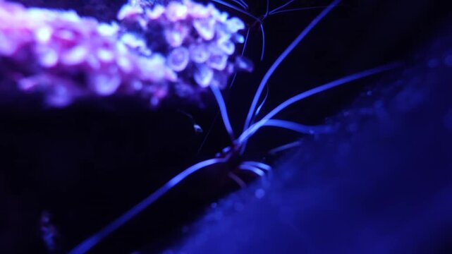 Banded Coral Shrimp Hiding Amongst Purple Coral in Batam, Indonesia - 4K