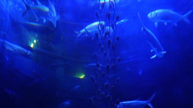 Fish School Swimming Underwater in Aquarium with Marine Plants - 4K