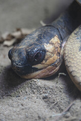 Fototapeta premium Close view of snake resting on ground in natural habitat