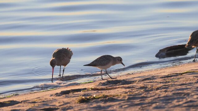 marbled godwits and a plover foraging at the beach