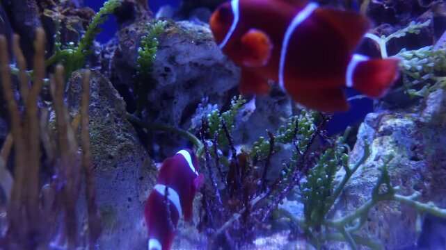 Clownfish Swimming around Anemone in Aquarium | Marine Life | 4K