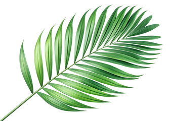 Obraz premium Tropical, palm, frond, green, botanical, leaf, isolated on transparent background