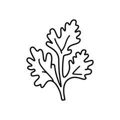 Obraz premium Coriander leaf line icon, cilantro herb sprig outline symbol, minimalist vector pictogram for fresh cooking ingredient, organic plant, and healthy food concept