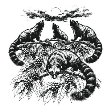 Vintage engraving style Asian palm civets resting on coffee tree canopy at sunrise, detailed black and white hand drawn wildlife vector illustration.