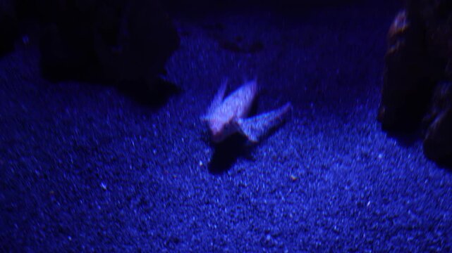 Shark Resting on Ocean Floor in Dark Blue Water Aquarium - 4K