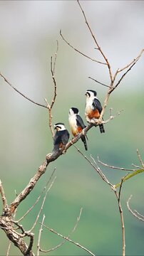 Small Collared Falconet Birds Perched Together on a Dry Tree Branch in Tropical Forest