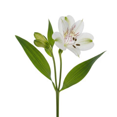 Obraz premium Elegant white alstroemeria flower in full bloom with slender green leaves isolated on transparent background