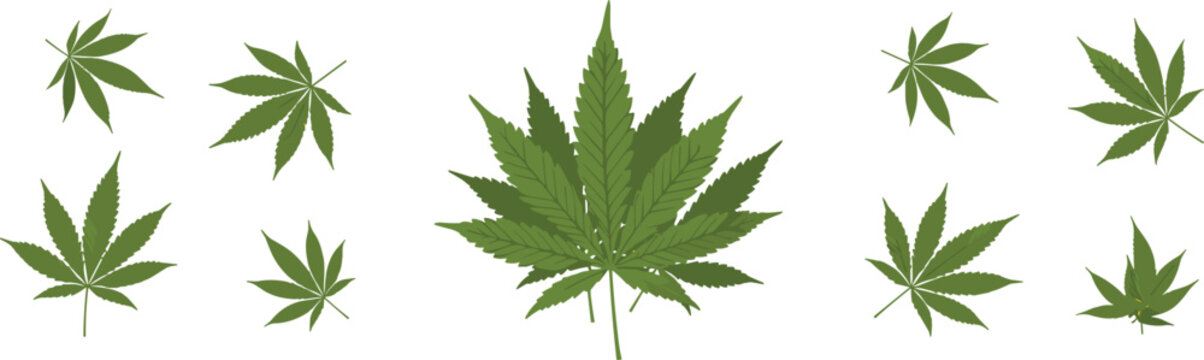 Realistic cannabis leaves collection green marijuana hemp foliage botanical plant set natural herbal vector illustration elements