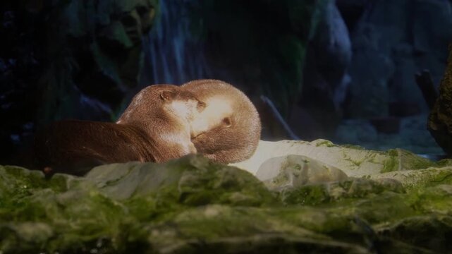 Two Asian small-clawed otters sleeping and cuddling together on a mossy rock under a beam of light in a dark naturalistic habitat. Cute wildlife behavior in an aquarium or zoo setting.