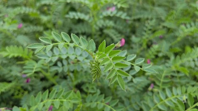 Chickpea plants growing in agricultural field