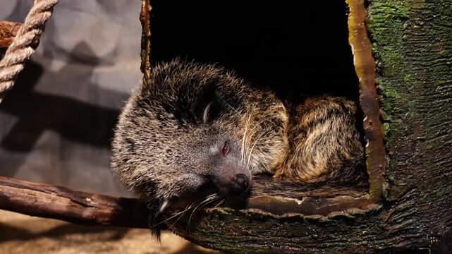 Close-Up of Binturong Resting Comfortably in Enclosure, Sony A7M4, 4K