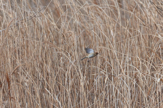 Reed bed is an important wintering place for winter birds