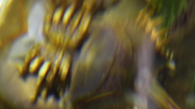 Horseshoe Crab Close-Up Walking on Shore, Batam Island, Riau, 4K Sony