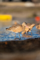 marbled godwits foraging at the beach