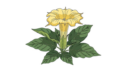 Isolated white yarrow flower bush vector art. © hello bro