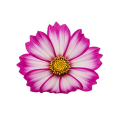 Pink and white cosmos flower isolated on white