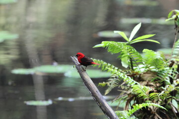 The black-bellied seedcracker (Pyrenestes ostrinus) is a bird species of the family Estrildidae. They live in most Central African countries and inhabit tropical rainforest.