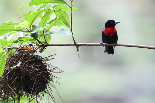 The blue-billed malimbe or Gray's malimbe (Malimbus nitens) is a species of bird in the family Ploceidae. This photo was taken in Ankasa National Park, Ghana.