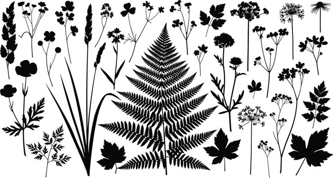 Silhouette vector illustration of diverse plants and flowers, fern leaf centerpiece, grasses, leaves, floral clusters, minimal design, botanical artwork, decorative concept