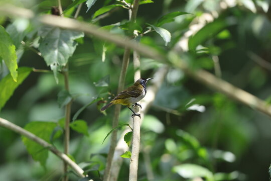 Reichenbach's sunbird (Anabathmis reichenbachii) is a species of bird in the family Nectariniidae. This photo was taken in Ankasa National Park, Ghana.