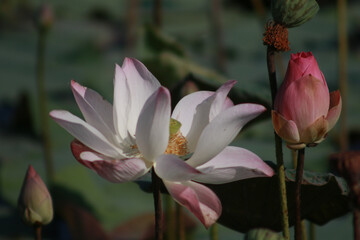 Obraz premium Flowers in the water are always beautiful when the sun shines on them.