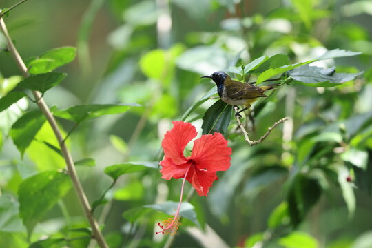 Reichenbach's sunbird (Anabathmis reichenbachii) is a species of bird in the family Nectariniidae. This photo was taken in Ankasa National Park, Ghana.