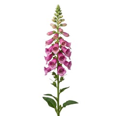 Obraz premium Foxglove Flower Isolated on White Background – Tall Garden Blossom