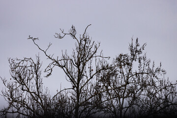 Fototapeta premium Bare branches stretch against a muted, overcast sky. Twigs form intricate, skeletal patterns against the gray. Trees stand still, silent, and stark