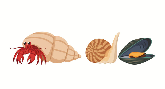 Hermit crab, snail, and mussel shells on white background