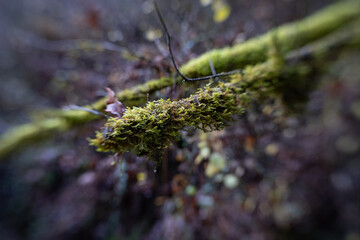 Fototapeta premium Mossy branch grows thick, soft green. Fuzzy texture, damp, earthy, alive. Dark forest background, blurred, moody. Nature's quiet strength, wild, untouched. Perfect for ecological, serene