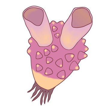 脊索動物門ホヤの ベクターイラスト 発生学
