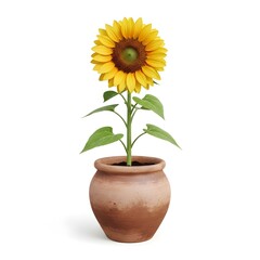 Obraz premium Vibrant sunflower in terracotta pot on white background, blooming plant with green leaves and bright yellow petals