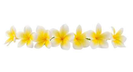 Yellow Plumeria Flowers Isolated on White Background Isolated on transparent background