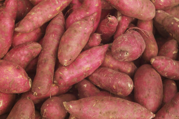 Many purple sweet potatoes close up as background	