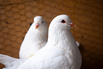 Fototapeta premium Two white pigeons are perched together, showing their soft feathers and calm demeanor in a warm indoor setting.