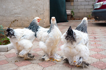 Three fluffy chickens stroll across a tiled courtyard surrounded by rustic walls and a parked car, enjoying the sunny day in a farm-like environment. © Binzari