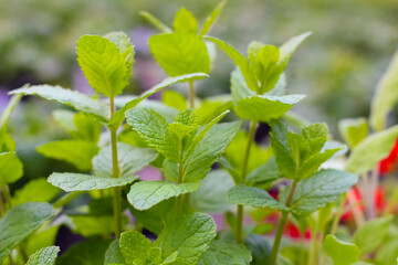 Lush green mint leaves thrive in a bright garden, basking in the warmth of spring. The vibrant foliage creates a lively atmosphere. © Binzari