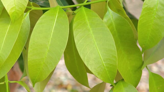 Young leaves of the Marian plum tree.