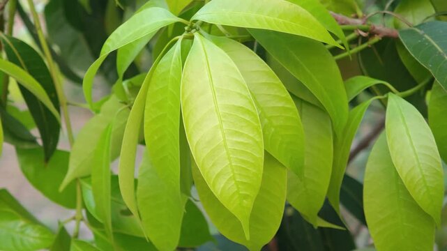Young leaves of the Marian plum tree.