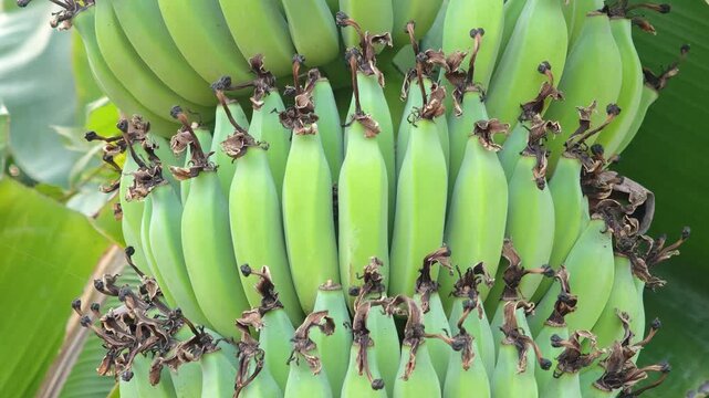 Young bananas on the tree.