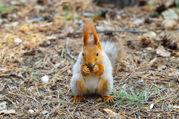 Fototapeta premium Cute Red squirrel in molting period at spring sitting on forest ground and eating nuts holding it small paws. Concept of peaceful wildlife moment, and everyday life in outdoor environment.