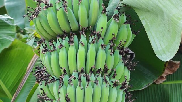 Young bananas on the tree.