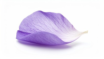 Close-up of a lone purple petal, curved on a white backdrop, suitable for beauty or wellness