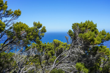 Obraz premium South Africa,Cape Town,Cape of Good Hope,Coastal pine trees framing a view of the ocean