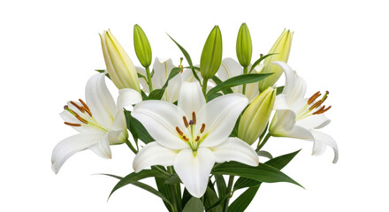 Obraz premium A cluster of white lilies with green leaves showcasing delicate details on transparent background