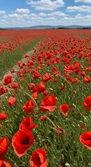 Fototapeta premium Poppy field under blue sky.