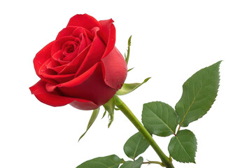 Fototapeta premium A vibrant red rose with water droplets isolated on transparent background