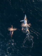Humpback whales swimming in the ocean on their migration