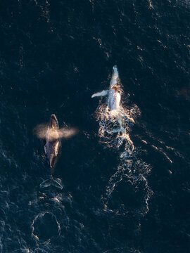 Humpback whales swimming in the ocean on their migration