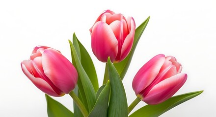 Obraz premium A bouquet of pink tulips on a white background